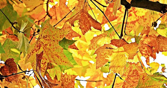 chestnut-leaves-1655915_1280.jpg  
