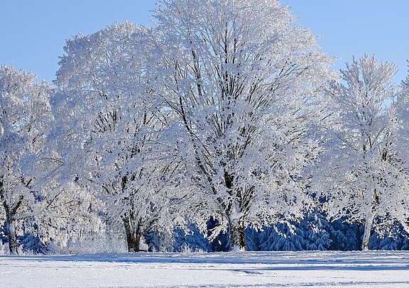nickype-winter-9168141.jpg  